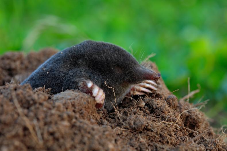 Mole in a Mound