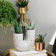 Eclectic Gold End Table with Green Succulents 