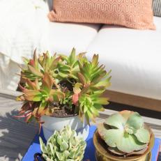 Green Succulents on Contemporary White Patio