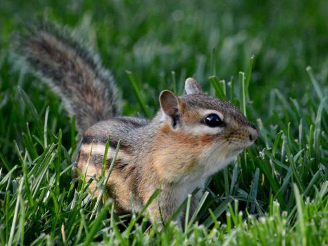 How to Keep Chipmunks Out of the Garden