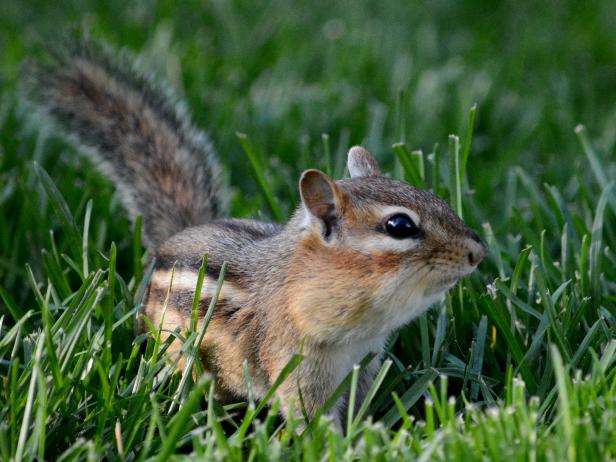 get rid of chipmunks