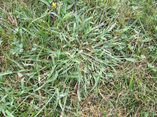 Lawn Weed Crabgrass