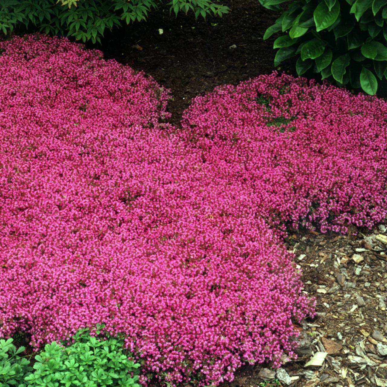 Creeping thyme deals native range