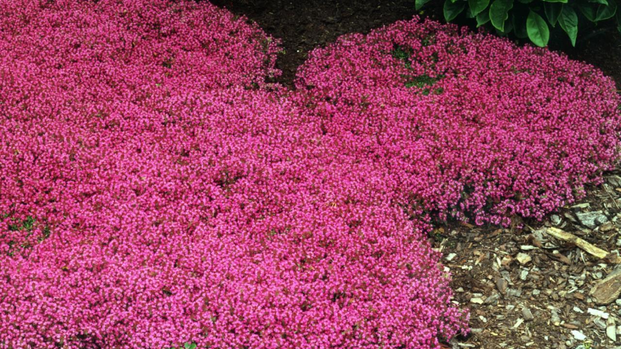 These Pink Gardening Tools and Accessories Will Make You Feel Like