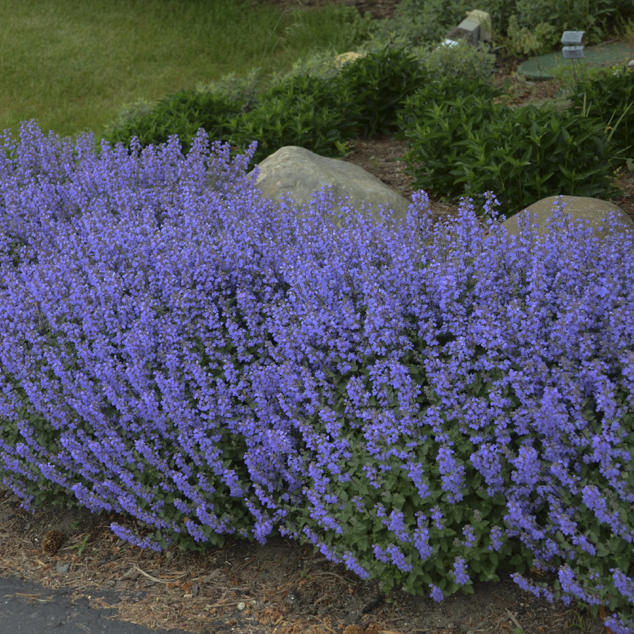 cat mint plant