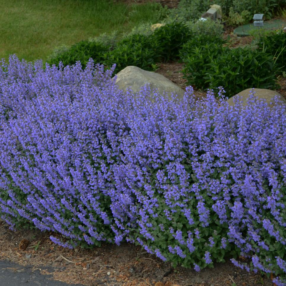 The Best Purple Perennials Plants and Flowers   HGTV