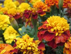 French Marigold Flowers