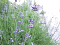 Lavender Herb