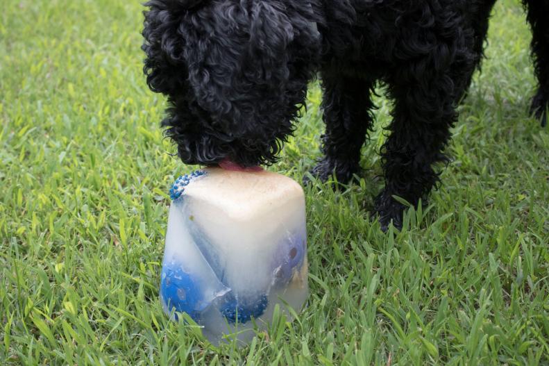 Frozen ice block with dog toys inside.