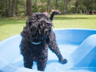 A puppy in a shallow swimming pool.