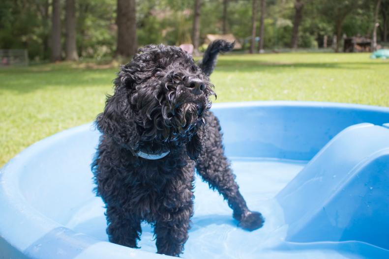 A puppy in a shallow swimming pool.