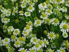 Learn to grow and care for chamomile in your garden and use it for herbal tea, hair care, natural dye, floral arranging and more.