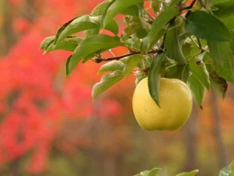 Gold Apple On Tree