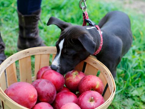Top 10 Apple Picking Destinations in the US