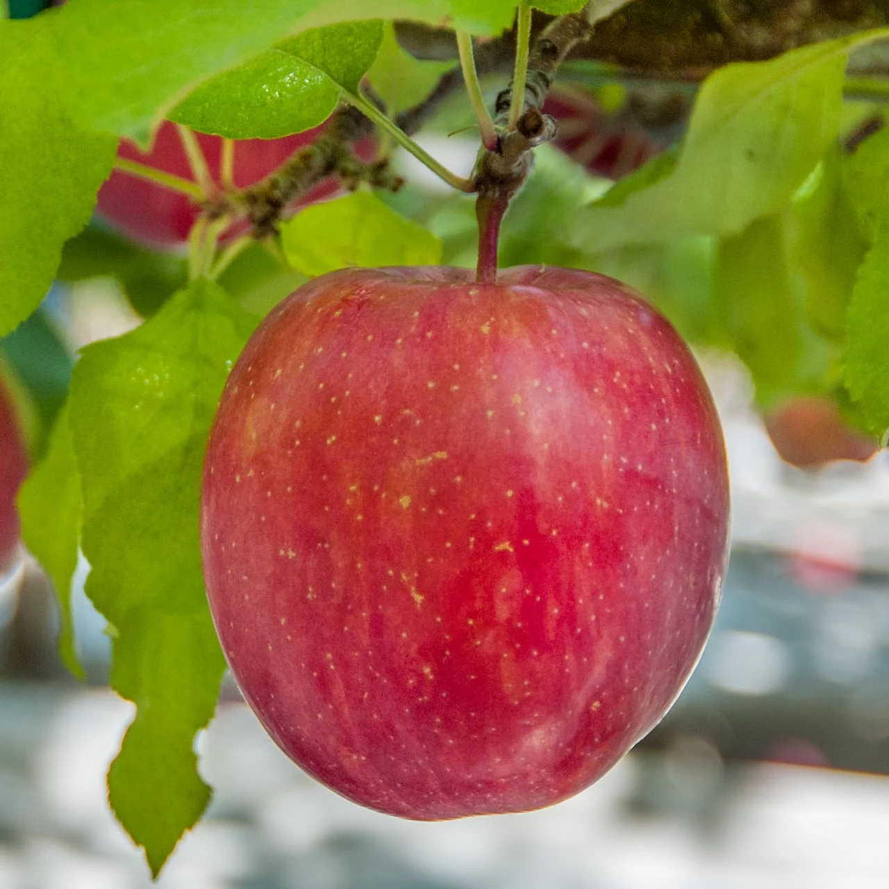 Can You Plant Apple Seeds From Store-Bought Apples? | HGTV