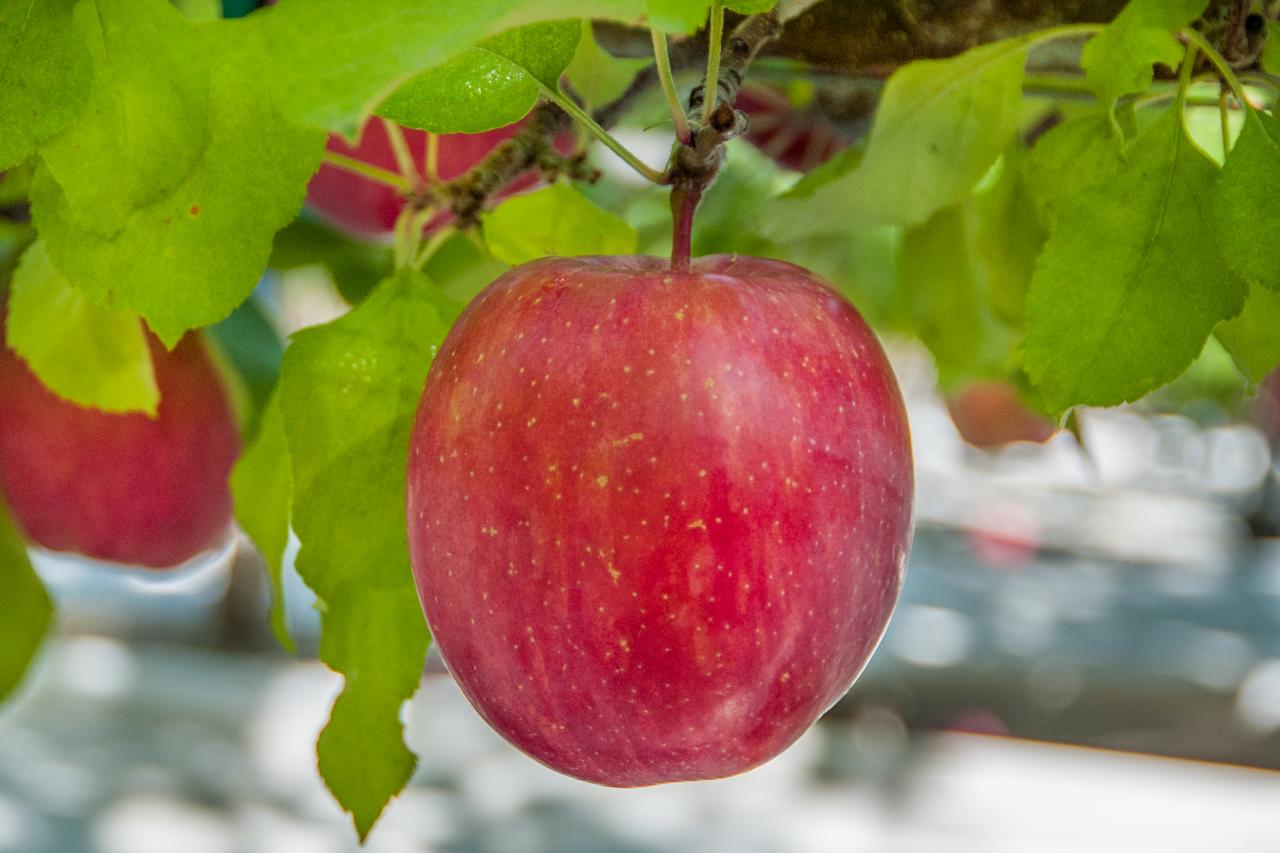 apple core with seeds