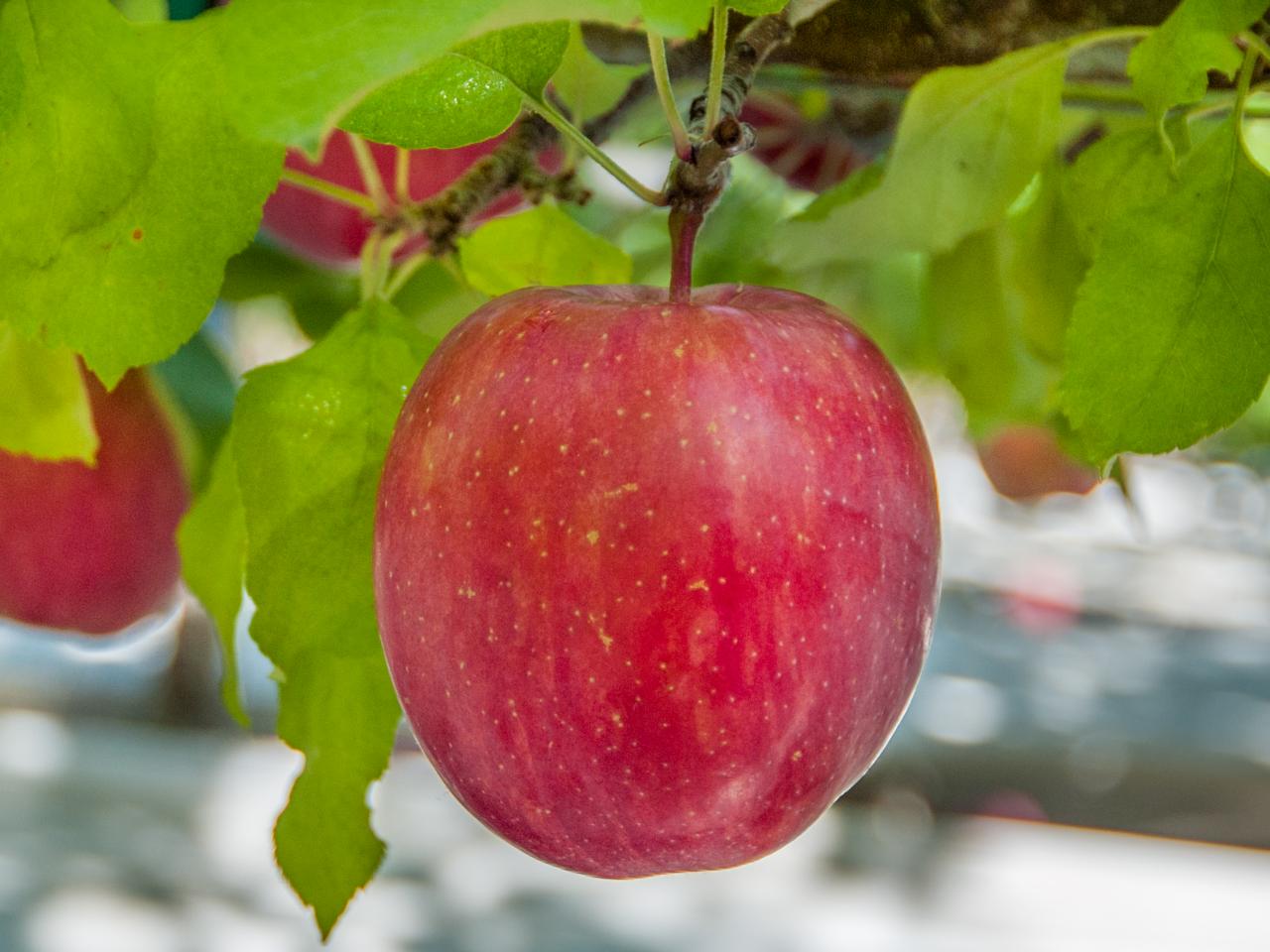 apple seeds sprouting