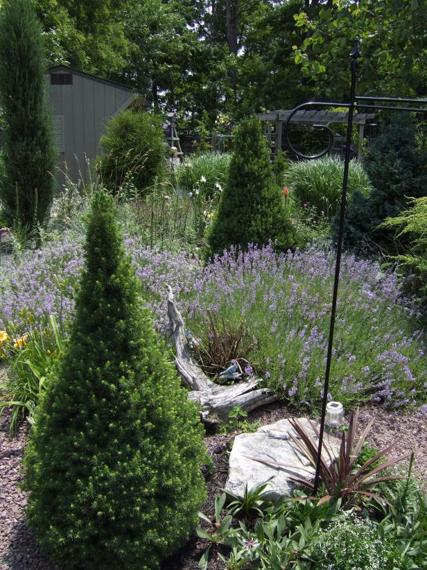 10 Ways To Use Versatile Dwarf Alberta Spruce In The Landscape Hgtv