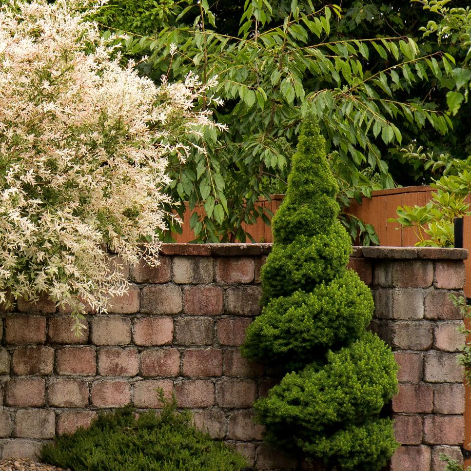 10 ways to use dwarf alberta spruce in the landscape | tips for