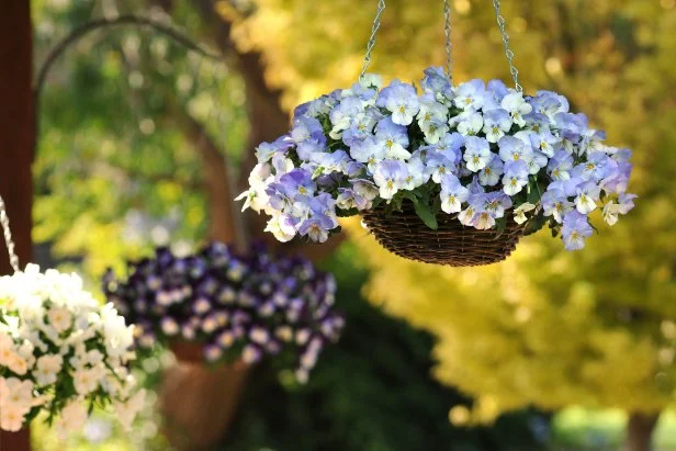 lavender wax flower Lavender Waxflower Bush