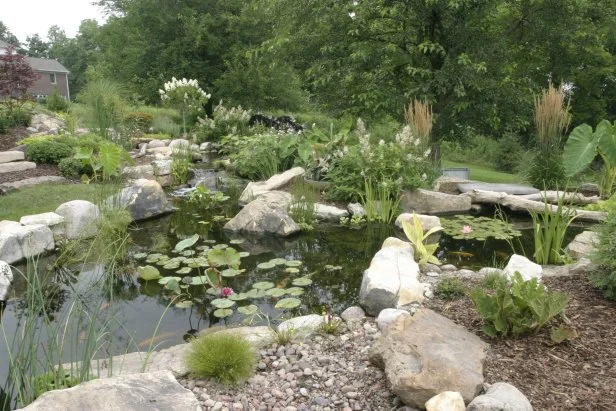 10 Things to Know Before You Build A Pond | HGTV