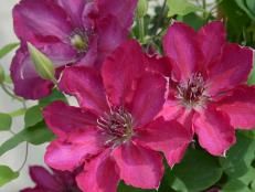 Give your garden the royal treatment by growing clematis, the queen of climbers.