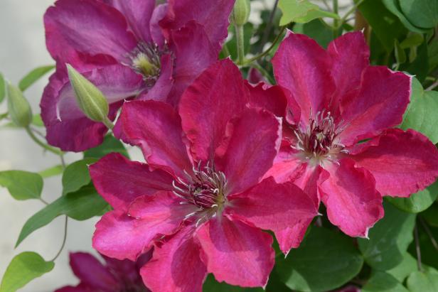 Clematis For Containers