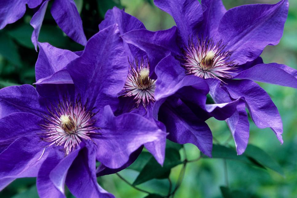 ‘The President’ Clematis