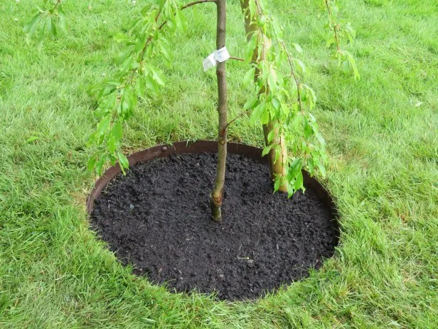 How to Edge around Trees: Expert Tips for a Perfect Lawn Edge