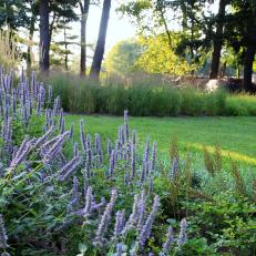 Yard With Purple Flowers