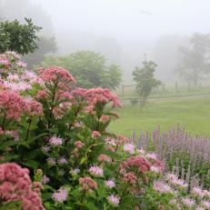 Pink and Purple Flowers in Fog