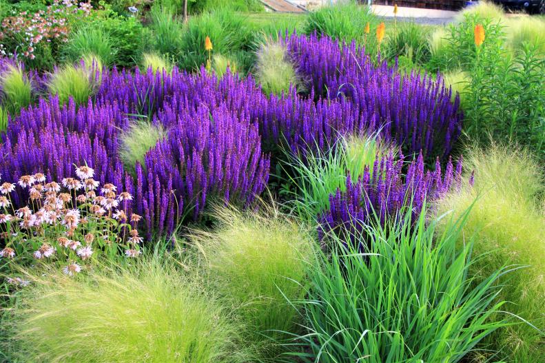 Purple Flowers and Ornamental Grass