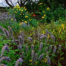 Garden With Purple and Yellow Flowers