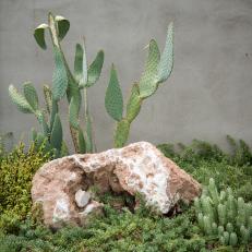 Cactus and Rock in Garden