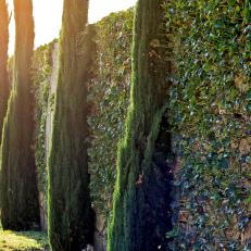 Hedge and Trees