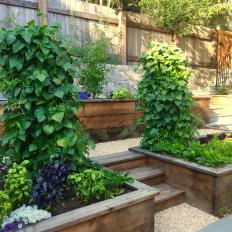 Raised Garden With Herbs