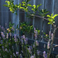 Espalier Apple Trees and Lavender