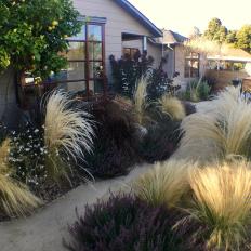 Front Yard With Ornamental Grasses