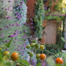 Tomatoes in Backyard Garden