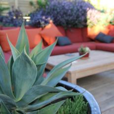 Succulents and Red Sectional