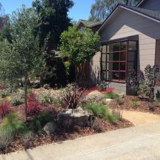 Front Yard With Olive Trees