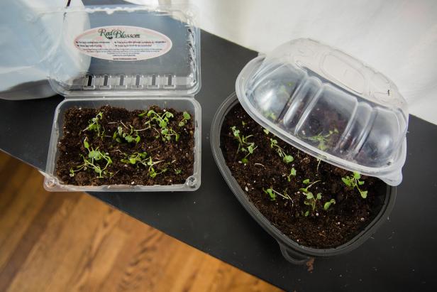 DIY Mini Greenhouse Seed-Starters | HGTV