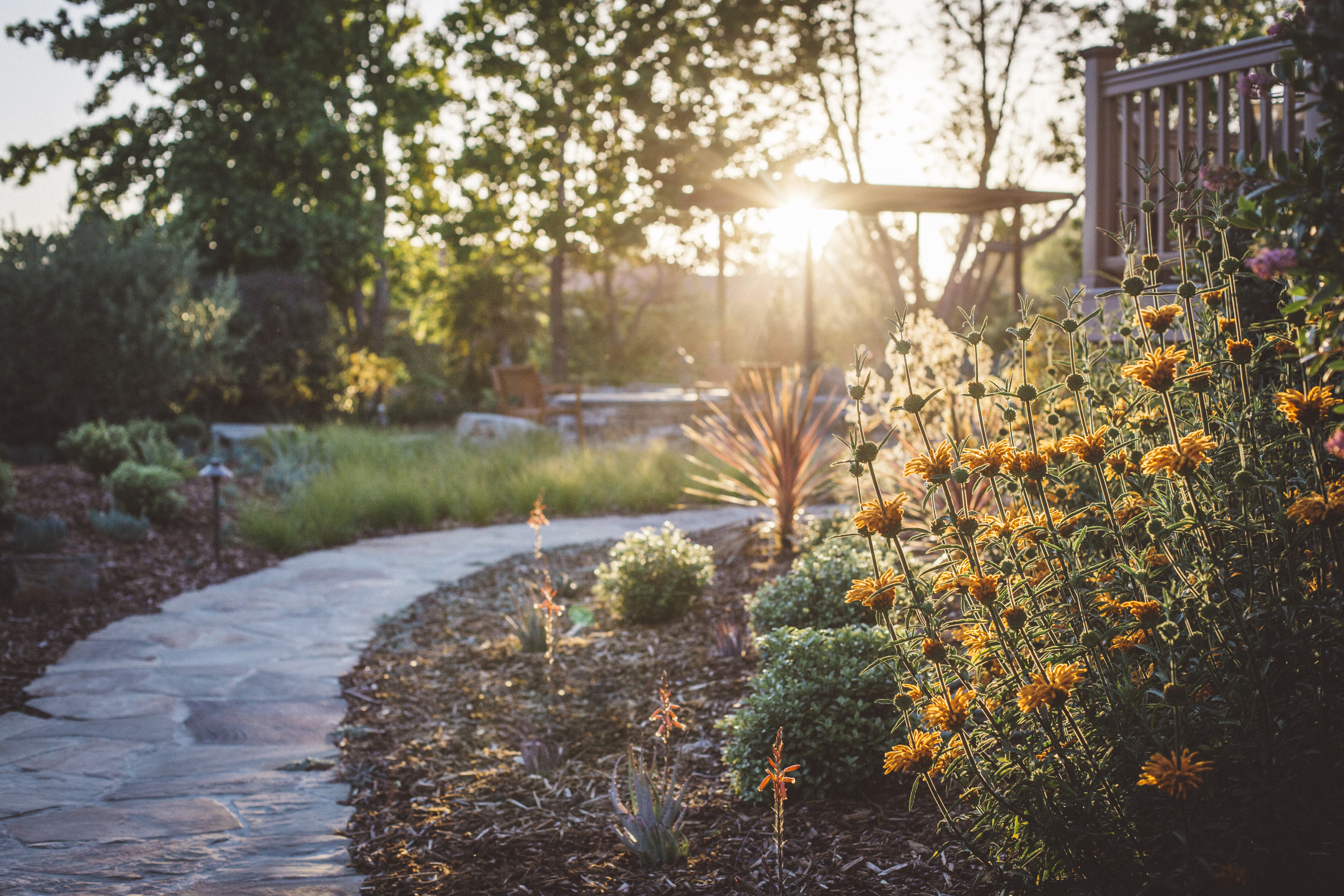 The Garden on Sunset by Martin Turnbull