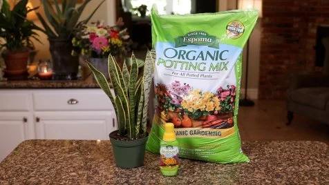 How and When to Fertilize Houseplants | HGTV