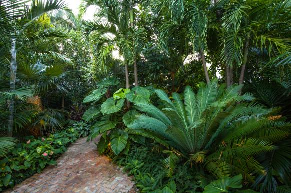 Tropical Garden and Palms