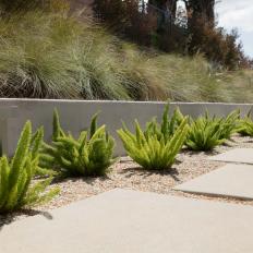 Walkway and Asparagus Ferns