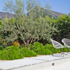 Olive Tree in Backyard