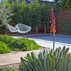 Succulents and Bocce Court