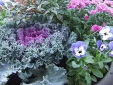 Flowering Kale, Viola, Garden Mum