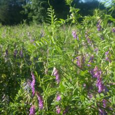 Hairy Vetch Cover Crop